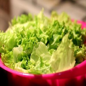 Salade Feuille de Chêne