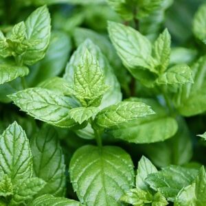 Menthe Fraiche